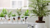 I've Just Discovered This Hundred-Year Old Idea for Bringing Plants Into Your Home — and It's Surprisingly Low Maintenance