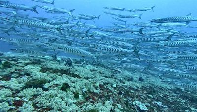 壯觀直擊！墾丁「梭魚軍團」壓境 潛水客興奮甜喊：不必去國外看了 │ 旅遊頻道 │ 三立新聞網 SETN.COM