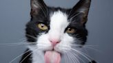 Pesquisadores revelam nova raça de gatos: descubra os salmiaks