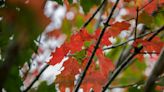 Manitowoc, here's what to know about fall leaf pickup and more news in weekly dose