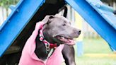 Adoptable Pit Bull Showcases Skills in Shelter’s Obstacle Course