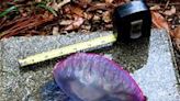 Blue, purple, pink and painful: Portuguese man o' wars spotted along SC coast