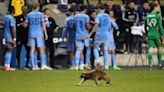 Raccoon on field stops play in MLS game. How stadium workers corralled and safely released it.