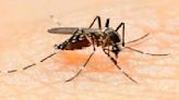 Dengue On Rise: Eight More Cases In Indore Add Up Toll To 113