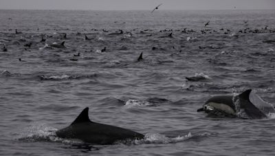 Opinion: Stay in Oceanside offered a mesmerizing reminder of nature’s charm