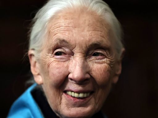 U. de Chile entregó distinción Doctor Honoris Causa a la destacada etóloga Jane Goodall - La Tercera