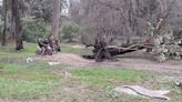 Tras caída de árbol gigante, aseguraron tareas de mantenimiento en la pista de bicis del Bosque - Diario Hoy En la noticia