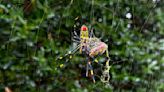 Flying Joro spiders are on the move in the United States