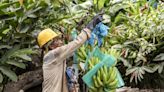 Fairtrade thanks British shoppers as ‘two-thirds opt for certified products’