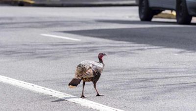 Video Shows Wild Turkey Viciously Attack Parked Audi Convertible