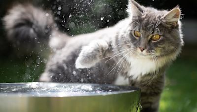 Minnesota Rescue's New Splash Pad Has Curious Kitties Totally Delighted