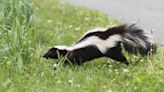 How to Get Rid of a Skunk Safely