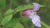 Warning over 'uncontrollable' invasive plant