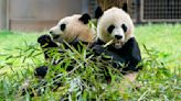 El Zoo Nacional de Washington recibirá dos nuevos pandas gigantes de China para final de año