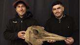 Dos pescadores encontraron en un río bonaerense un cráneo de delfín de 5000 años de antigüedad