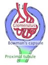 Bowman's capsule