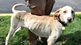Humane Society, Gasconade County Sheriff’s deputies rescue 22 dogs from unlicensed breeder - ABC17NEWS