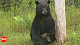 'No selfies': Florida police urges locals to avoid approaching 'depressed' bear - Times of India