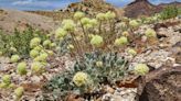 US advances review of Nevada lithium mine amid concerns over endangered wildflower