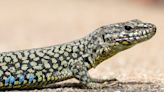 Just Askin': They're an invasive species. How did Cincinnati get so many Lazarus lizards?
