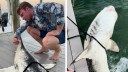 Watch: ‘Incredibly Rare’ Piebald Shark Caught and Released in Florida
