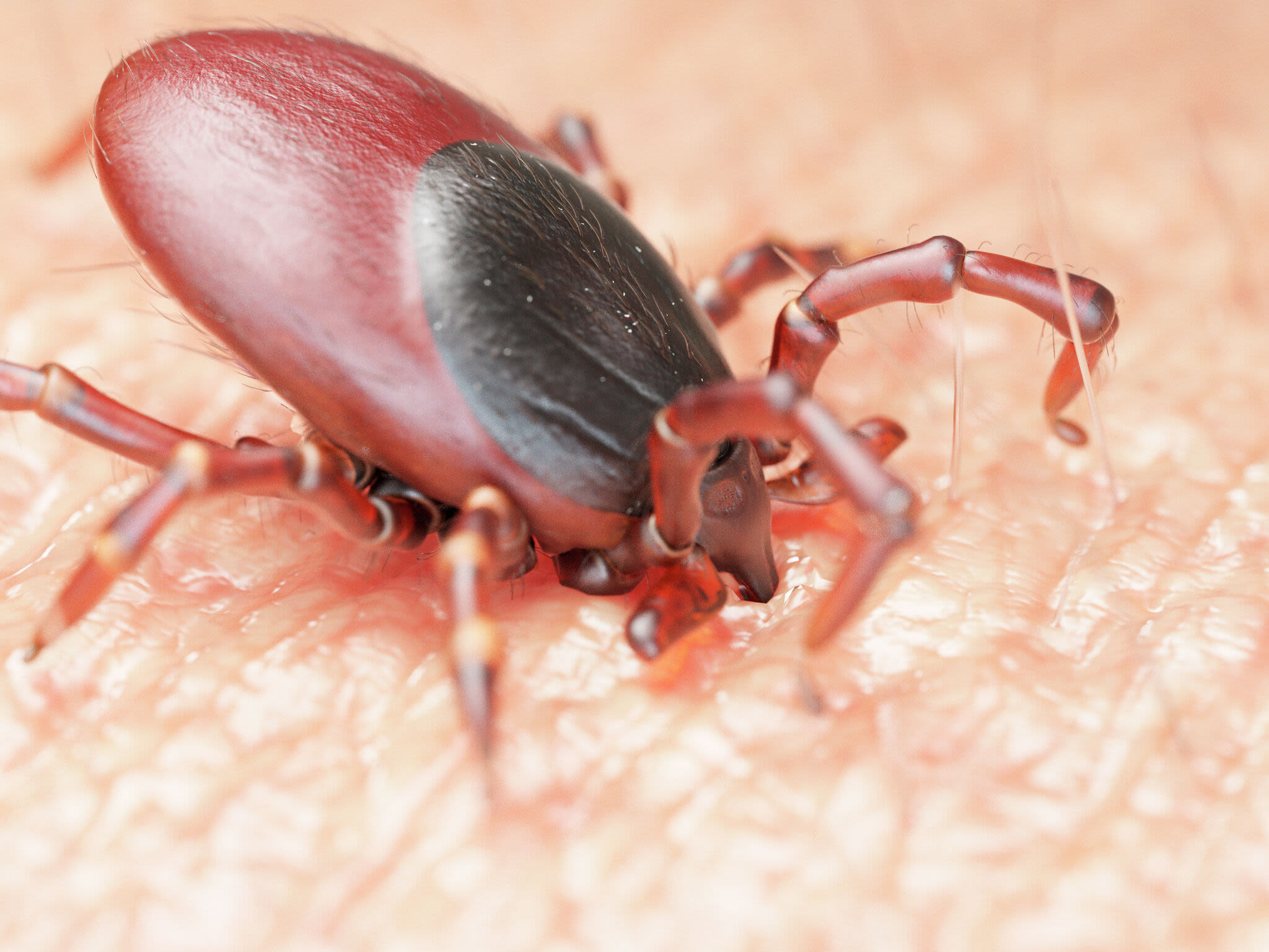 Tick prevention tips for a safe outdoor spring