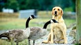 Pet dog dies from bird flu in Ontario — but experts tell owners to 'relax'
