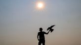 ‘Defecating all over’: Ada County Landfill operators are fighting swarms of seagulls