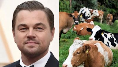 Leonardo DiCaprio señaló como ‘histórico’ proyecto de ley de ganadería sin deforestación