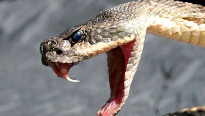 California Man Receives Live Rattlesnake in the Mail, Calls It 'Attempted Murder'