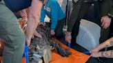 Blind 11ft alligator named Albert seized from New York home where it was being kept illegally