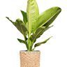 Houseplants are indoor plants that are grown for decorative purposes and to improve indoor air quality. They come in various sizes, shapes, and types, from small succulents to large fiddle leaf figs. Common houseplants include pothos, snake plants, and peace lilies.