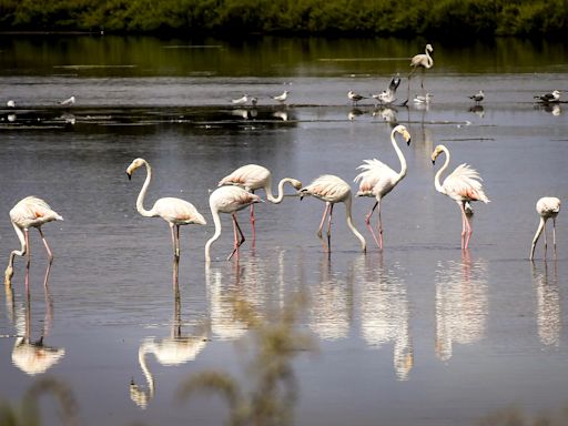 Árvore filogenética das aves é finalmente desvendada com a ajuda de um português