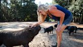 A peaceable kingdom: Snorts, grunts and tranquility for a Havana pig farmer