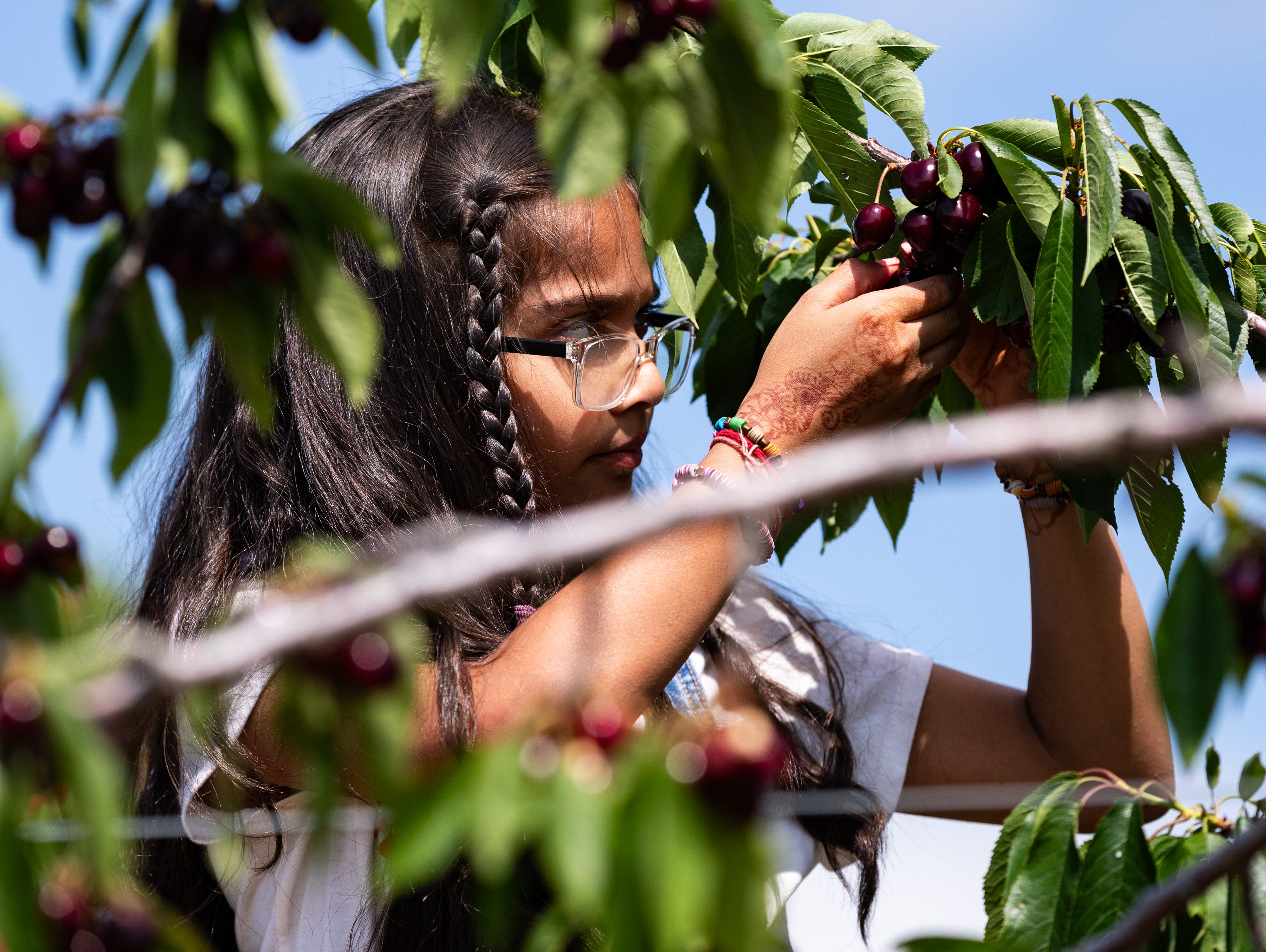 It's time to pick your own cherries in Door County. Here's how the cherries are this year