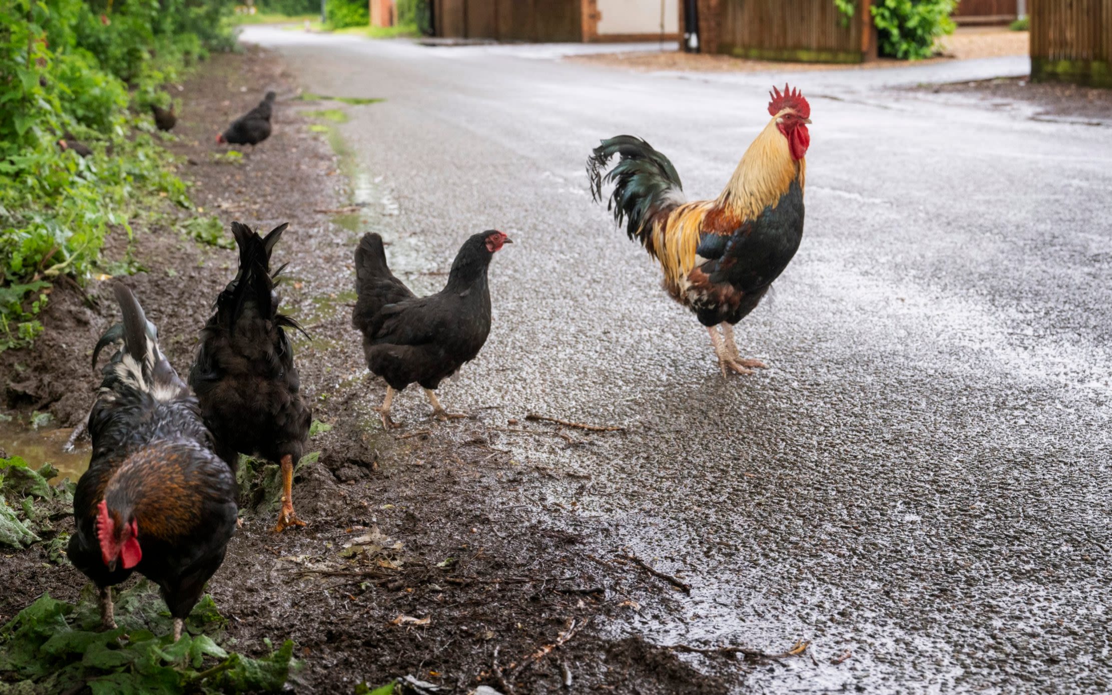The Norfolk village overrun by feral chickens