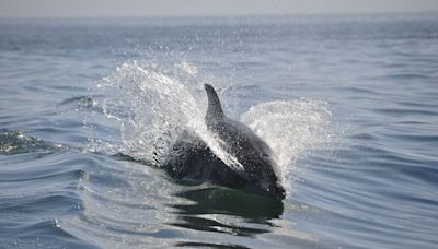 Londres : Deux dauphins retrouvés morts sur les bords de la Tamise