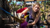 Salvan 275 loros atrapados por el huracán Ian en Florida