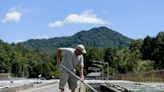 Trout hatchery renovation to bring more trout, hellbenders to WNC region; feedback sought