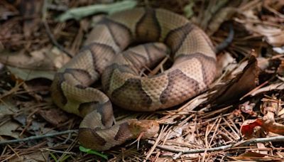 If a copperhead snake bites your dog in SC, follow these tips to save the pup