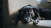 The 5 Biggest Early Warning Signs Of Cancer In Dogs