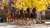 The Budweiser Clydesdales are returning to Georgia for this iconic St. Patrick’s Day parade