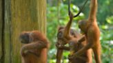 馬來西亞擬推「猩猩外交」！贈送貿易國展現生物多樣性 生態學者批「虛偽」 | 中天新聞網