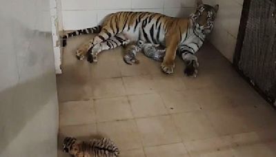 Madhya Pradesh: Tigress Gives Birth To 3 Cubs, Including One White In Gwalior Zoo