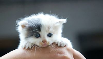Pourquoi les chatons et les chiots naissent-ils avec les yeux bleus ?