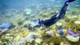 'Urgent' for Australia to protect Great Barrier Reef: UNESCO