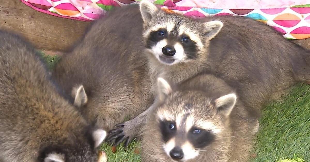 One Canadian's trash panda is another Canadian's treasure