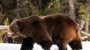 Wyoming Officials Euthanize First Grizzly Bear to Wander into Bighorn Mountains in a Century