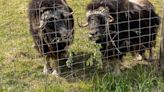 UAF Large Animal Research Station hosting birthday bash for new calves