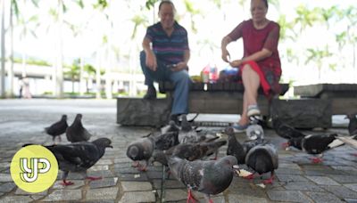 Hong Kong’s pigeon count falls on the back of a ban on feeding wildlife